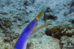 Blue-Ribbon-eel-scaled