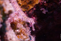 Dragonface-pipefish-scaled