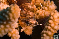 Juvenile-lion-fish-scaled
