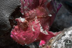 Leaf-scorpion-fish-pink-scaled