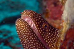 Moray-eel-teeth-scaled