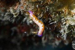 Nudibranch-rainbow