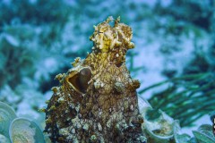 Octo-scaled