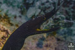Ribbon-eel-black-scaled