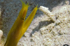 Ribbon-eel-yellow