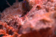 Weedy-scorpion-fish-scaled
