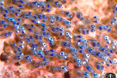 clownfish-eggs