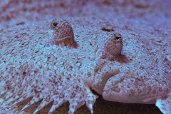 flowery-flounder-scaled