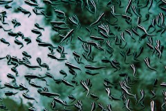 juvenile-catfish-scaled