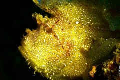 leaf-scorpion-fish-scaled