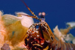 mantis-shrimp-4-scaled