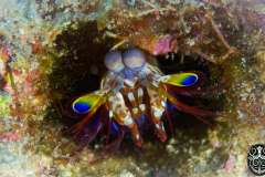 mantis-shrimp-6