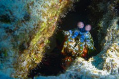 mantis-shrimp-7-scaled