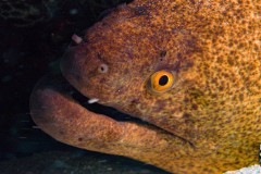 moray-eel-scaled