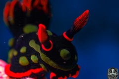 nudi-2-scaled