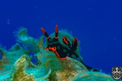 nudi-top-of-the-world