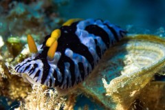 nudi-yellow_grey_black-scaled