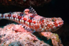 red-spot-lizzard-fish-scaled