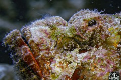scorpion-fish-3