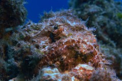 scorpion-fish-scaled