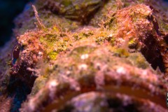 scorpionfish-scaled