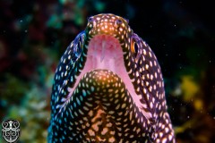 white-mouth-morray
