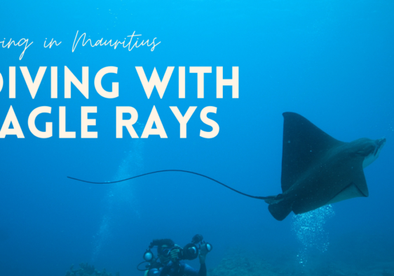 diving with eagle rays in Mauritius