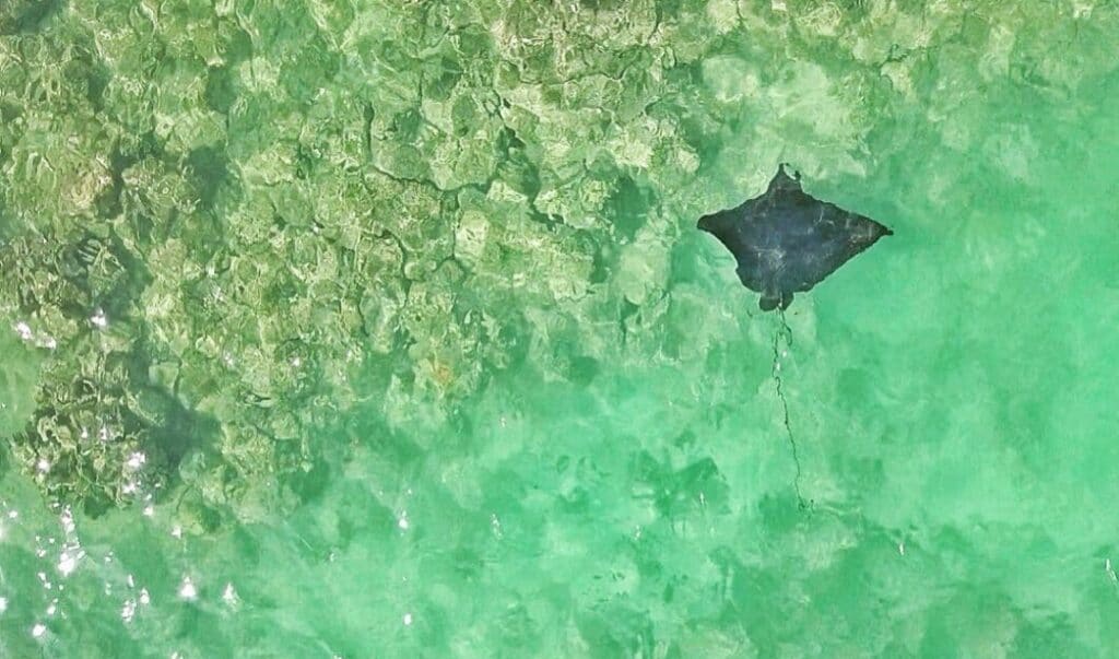 Drone shot of eagle ray cruising by the coast