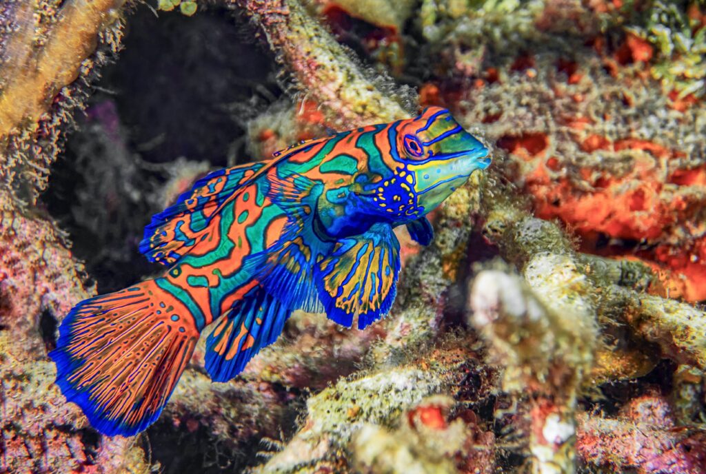 The most beautiful fish in the sea - Mandarin fish