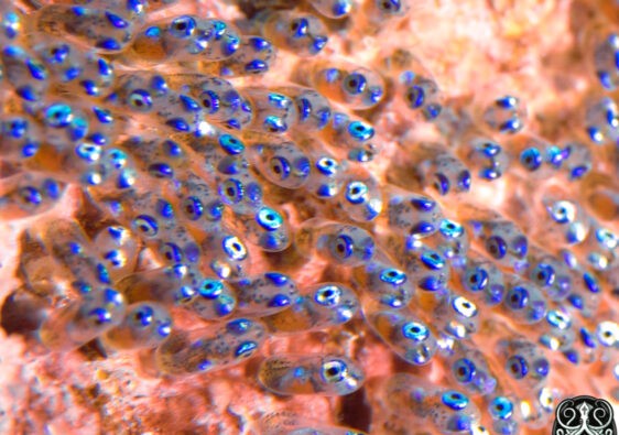 underwater video lights focusing on fish larvae