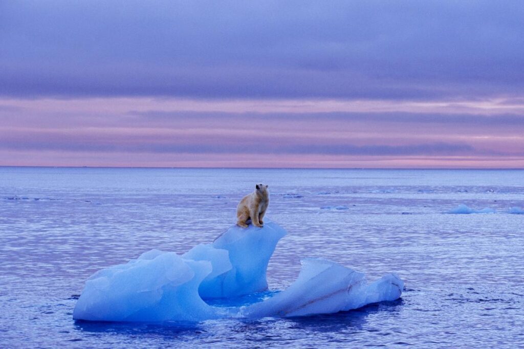 Polar bear on thin ice